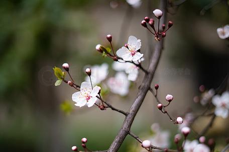 樱花花苞