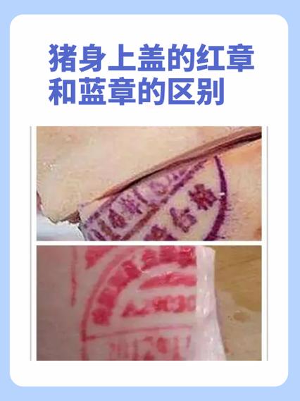 猪肉红章是什么肉