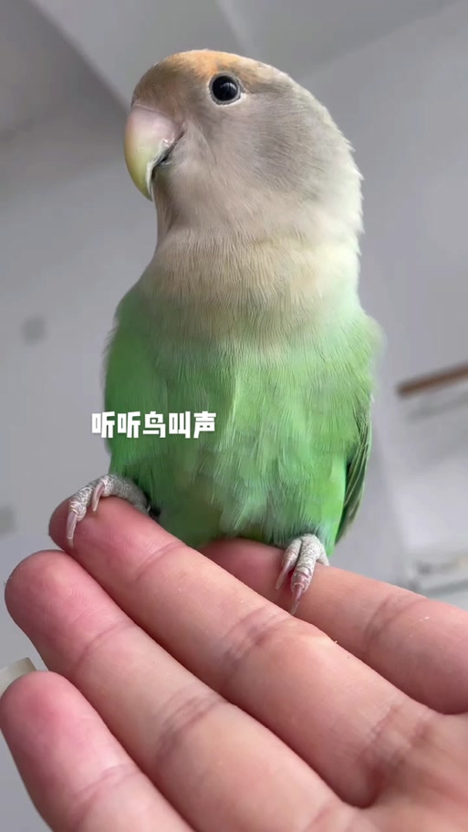 牡丹鹦鹉听得懂人话吗缩略图