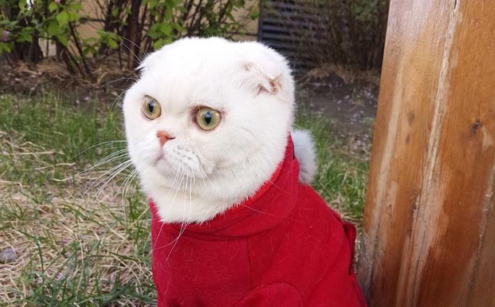 会说话的刘二豆是什么猫