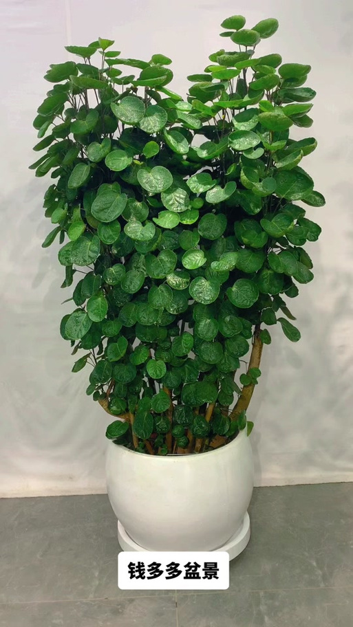 植物钱多多图片