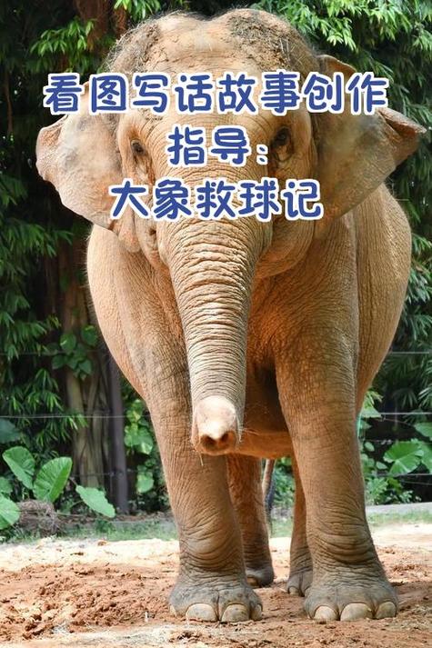 小熊和大象玩皮球