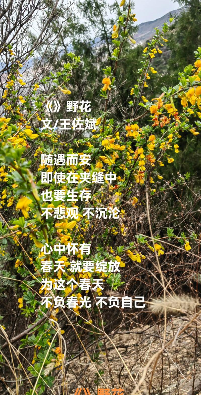 野花香小说马俊华在线阅读图标