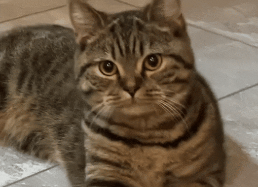 抖音很火的小猫翻白眼表情包动图