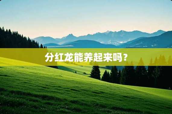 养分红龙赚钱是真的吗