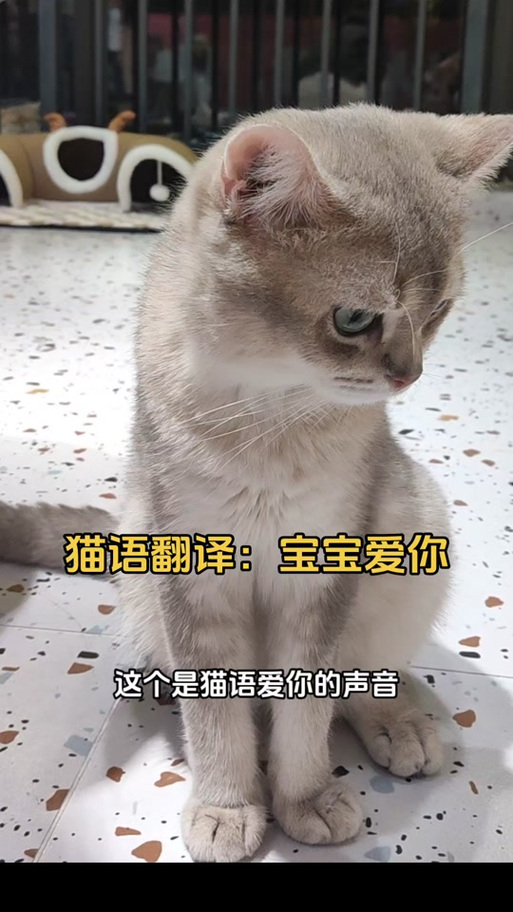 猫语翻译哪个好用缩略图