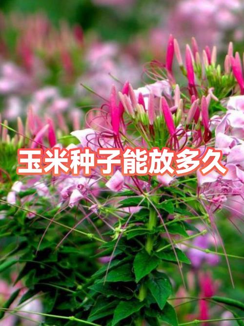 玉米可以放多久