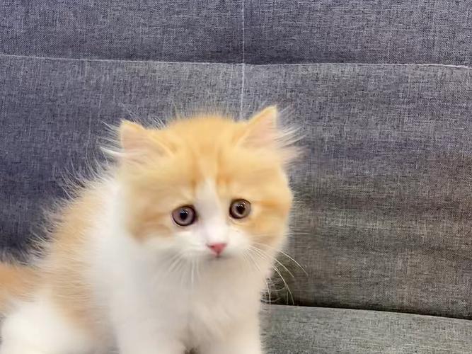 橘色的英短是什么猫