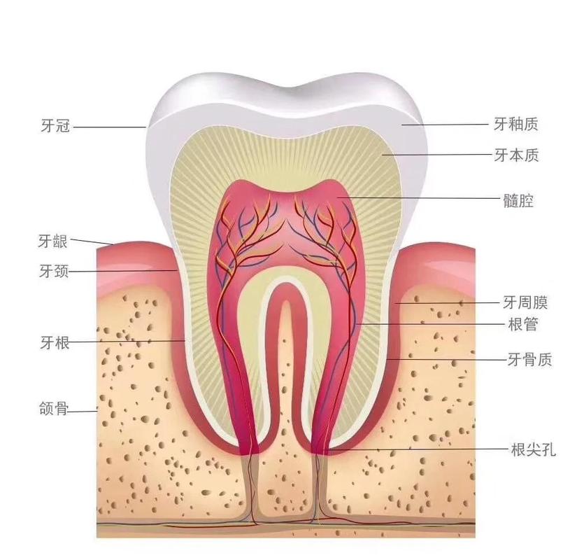 牙齿松动牙膏第一名