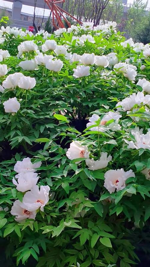 葫芦雄花开了雌花还没有开缩略图