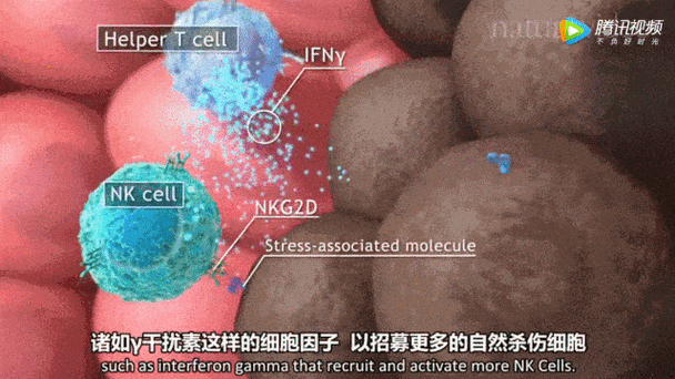 人先死还是细胞先死