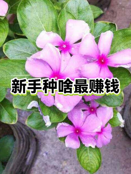 现在种植什么最赚钱