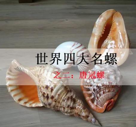 中国十大珍稀的螺