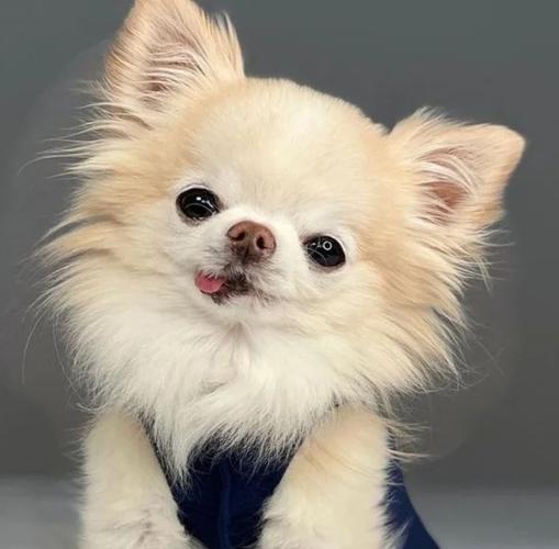 为什么狗子舌头歪着伸出来
