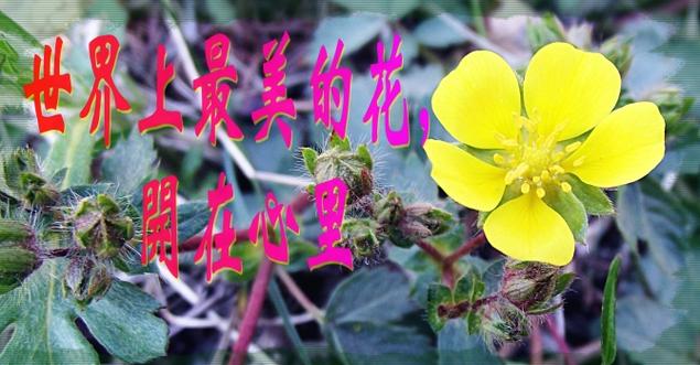 你是我生命最美的花朵