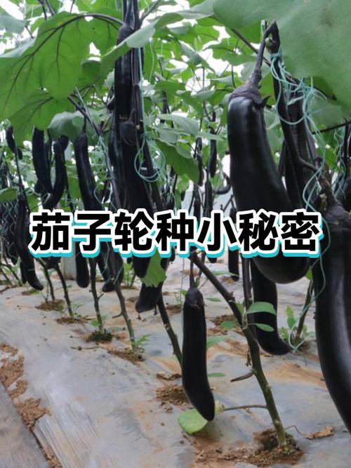 茄子一年可以种几次