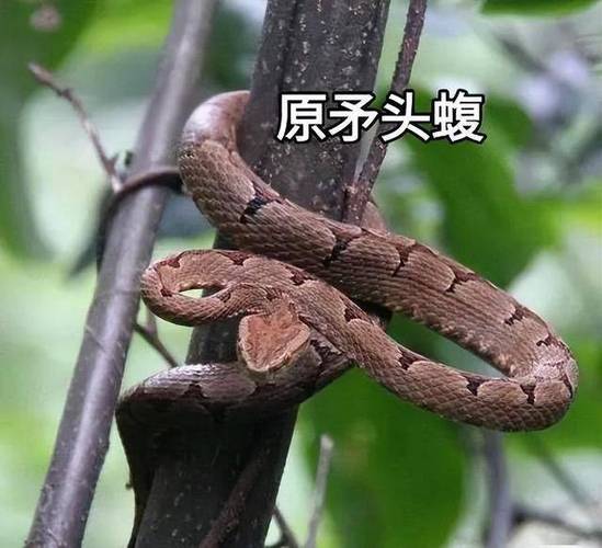 蝮蛇和蝰蛇有什么区别