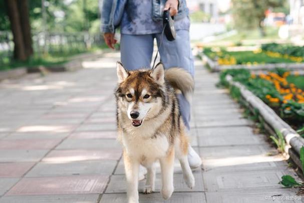哈士奇好养吗?优缺点有哪些
