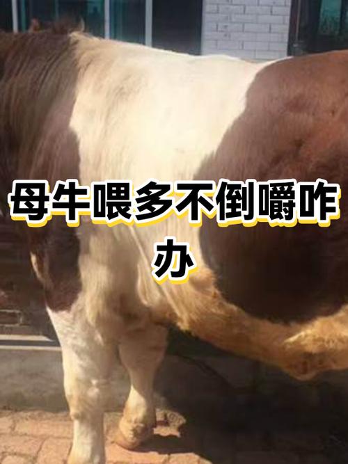 牛排便少不倒嚼怎么办