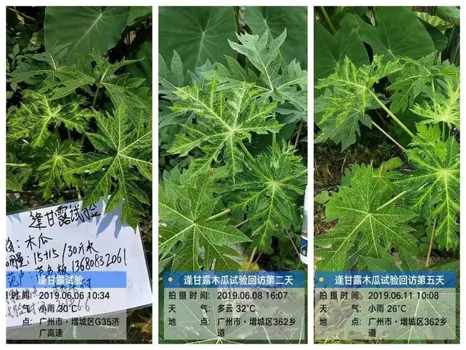 木瓜花叶病毒病用什么农药缩略图