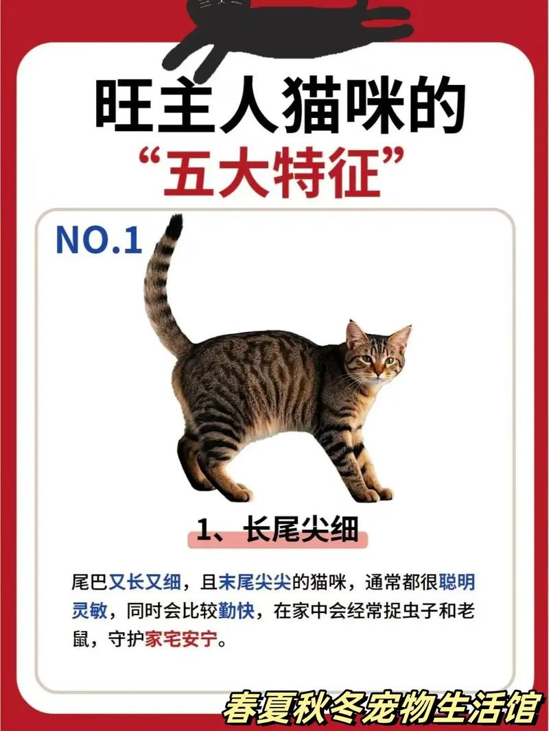 链信招财猫分红解读