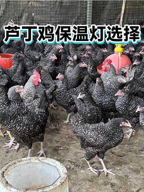 100w保温灯离小鸡多高