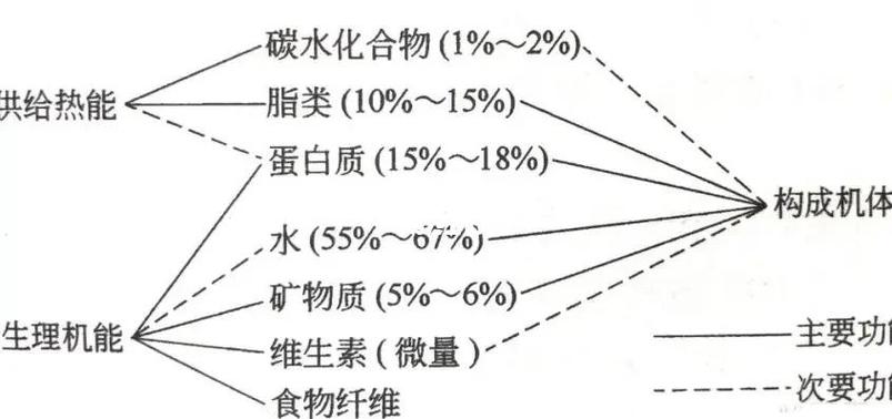 人体三大能源物质