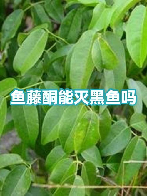鱼吃了鱼藤会死吗