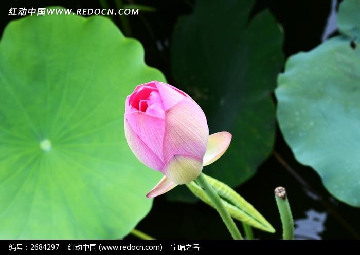 含苞待放(谜骨生香)