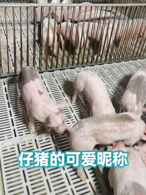 小猪网名符号可爱
