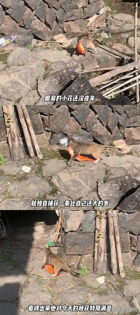 抖音那个猫怎么拍的