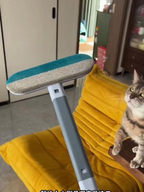 去猫毛的10个妙招