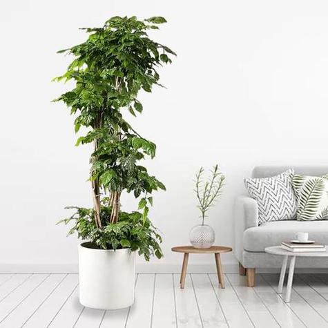 室内最吉利植物第一名
