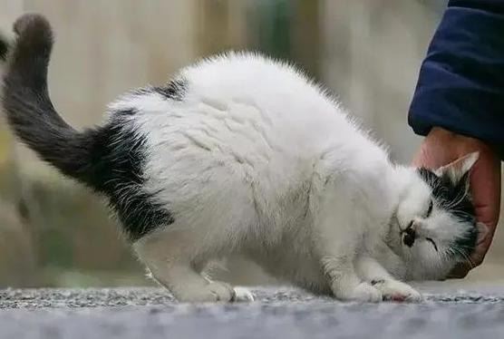 小猫在身上蹭来蹭去是为什么