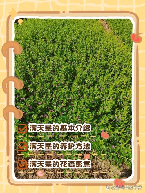满天星可以食用吗缩略图