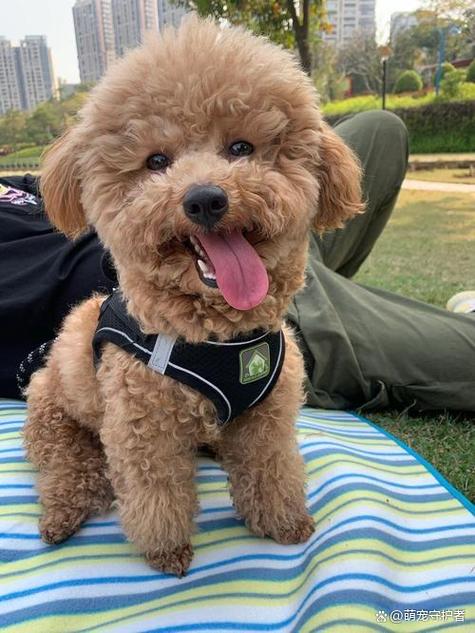 小泰迪来例假了需要注意什么