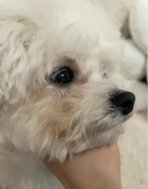 狗为什么会有泪痕
