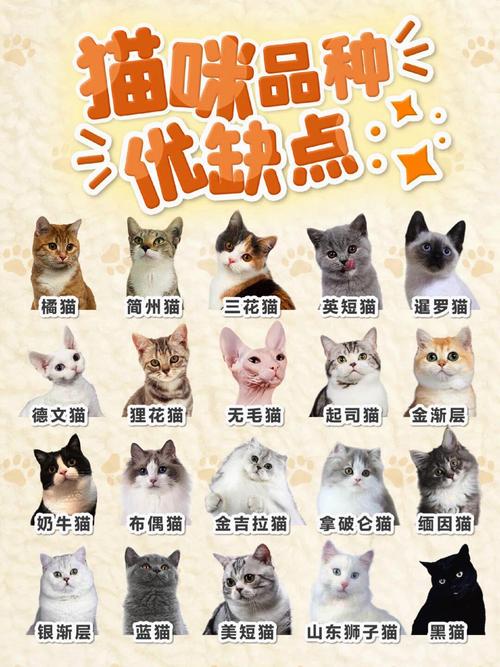 建造者2猫吃什么