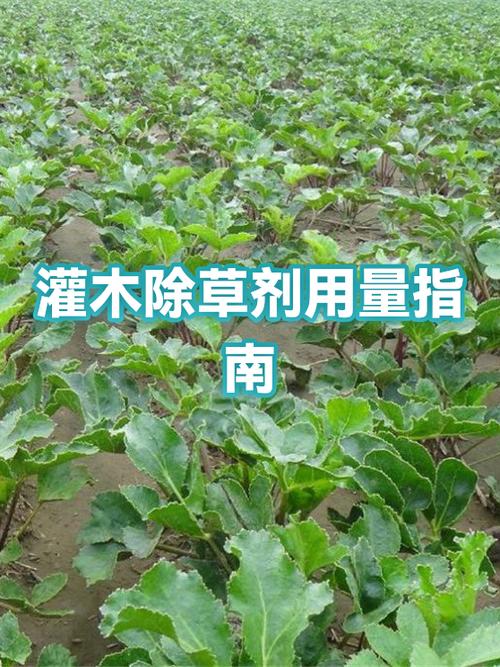 灌木杂树怎么去除