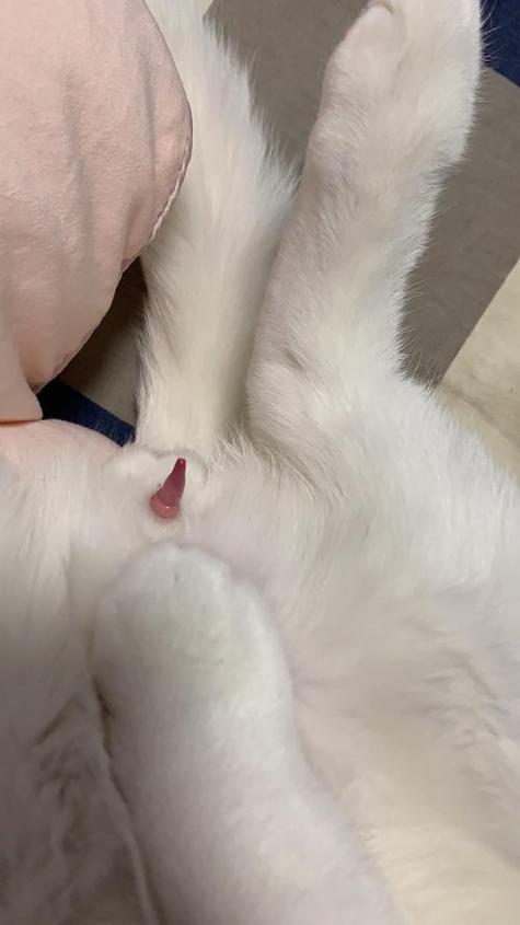 猫咪什么意思污
