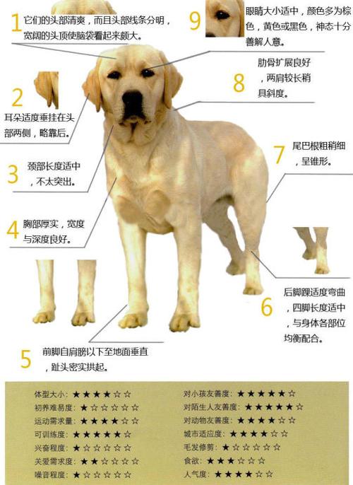 狗的品种