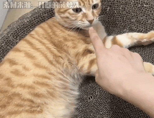 不能当着猫咪的面铲屎