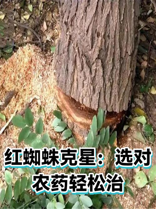 吡虫啉能杀死红蜘蛛吗
