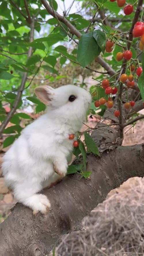 兔子小视频