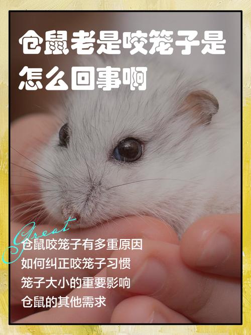 仓鼠为什么会咬笼子