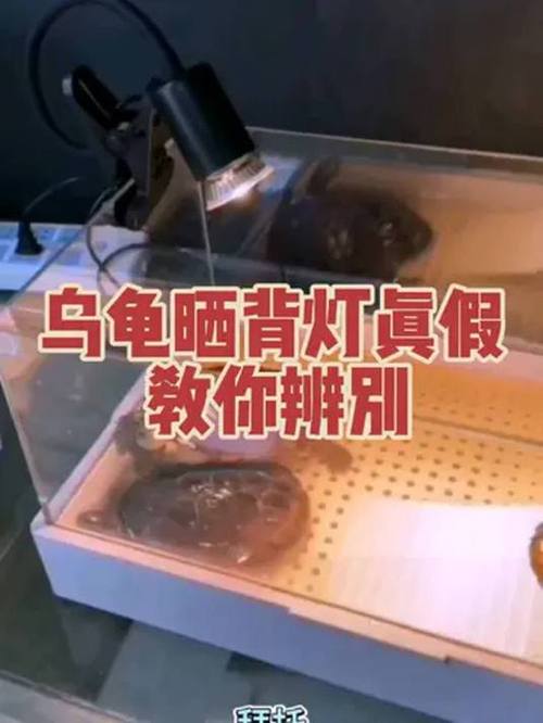 晒背灯一直开着可以吗游戏截图