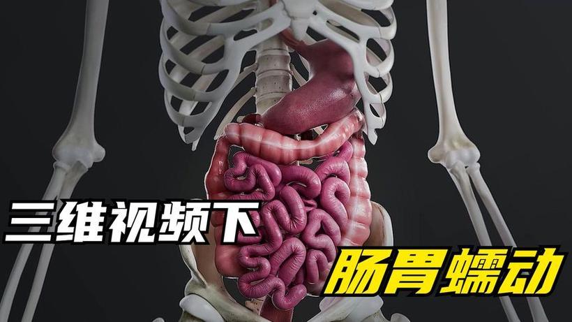 肚子里蠕动视频大全截图