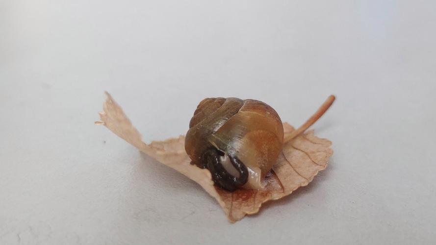 蜗牛死亡前的判断方法