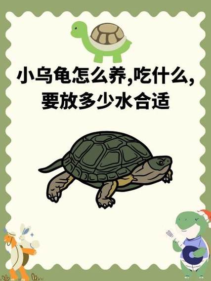 养乌龟有什么说法