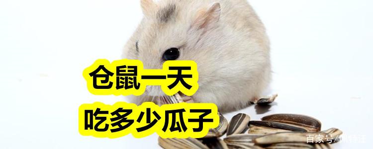 仓鼠一天吃多少